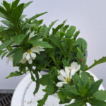 SCAEVOLA wit