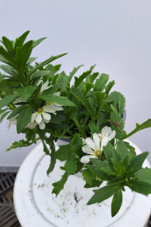 SCAEVOLA wit