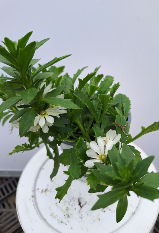 SCAEVOLA wit
