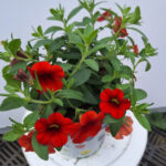 calibrachoa 1