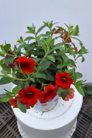 calibrachoa