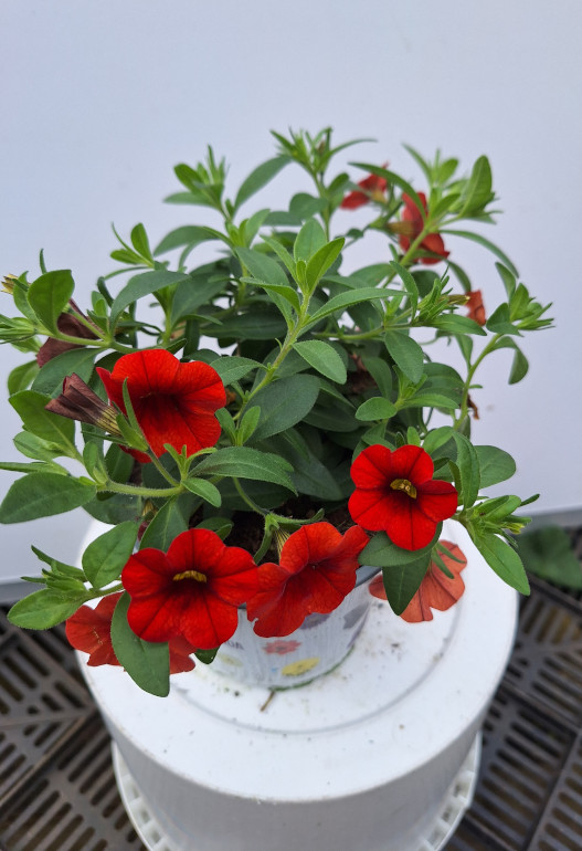 calibrachoa 1
