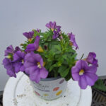 calibrachoa 2