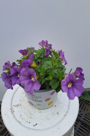 calibrachoa