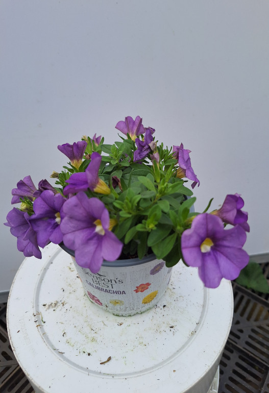 calibrachoa 2