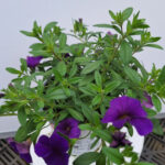 calibrachoa 3