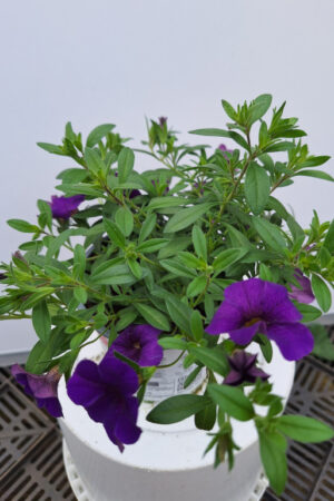 calibrachoa