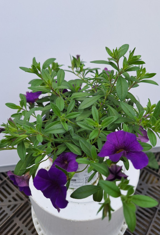 calibrachoa 3