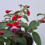 fuchsia 1