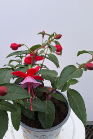 Fuchsia
