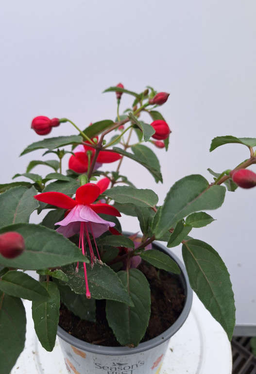 fuchsia 1