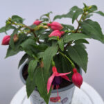 fuchsia 2