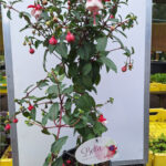 fuchsia op stam 1
