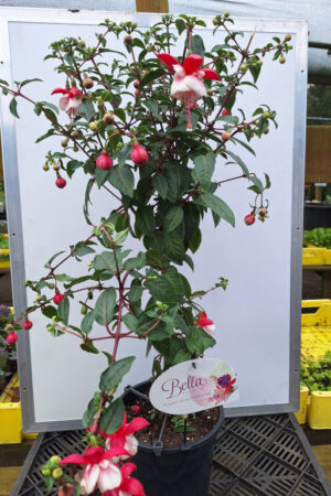 fuchsia op stam