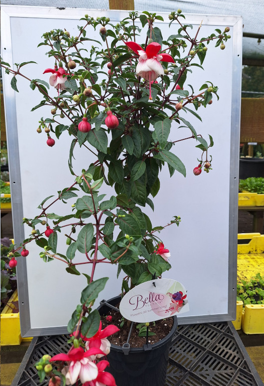 fuchsia op stam 1