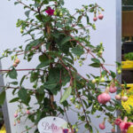 fuchsia op stam 2