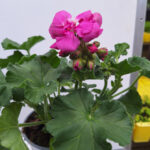 geranium 1