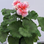 geranium 2