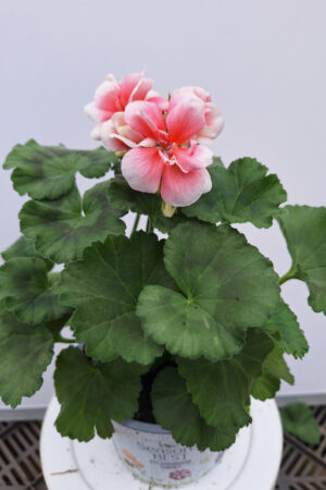 geranium