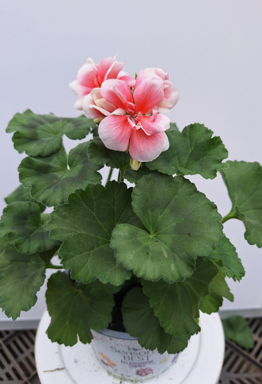 geranium 2