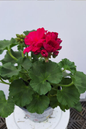 geranium