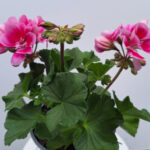geranium 4
