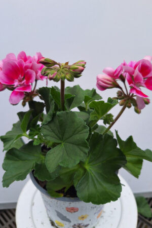 geranium