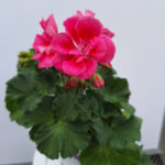 geranium 5
