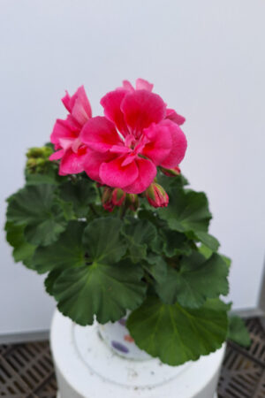 geranium