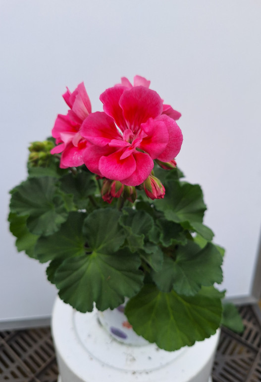 geranium 5
