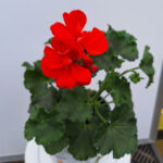 geranium 6