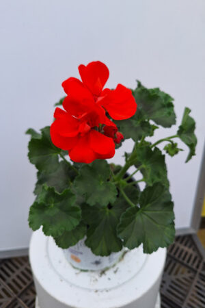 geranium