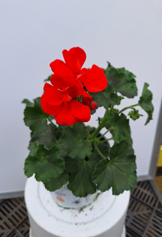 geranium 6