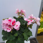 geranium 7