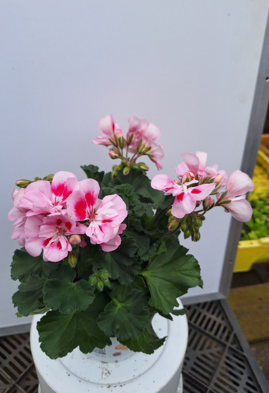 geranium 7