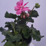 geranium 9