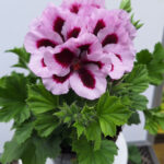 geranium Frans 1
