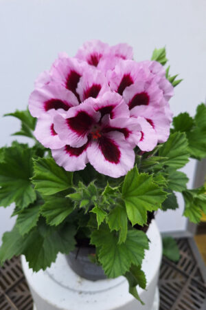 geranium Frans