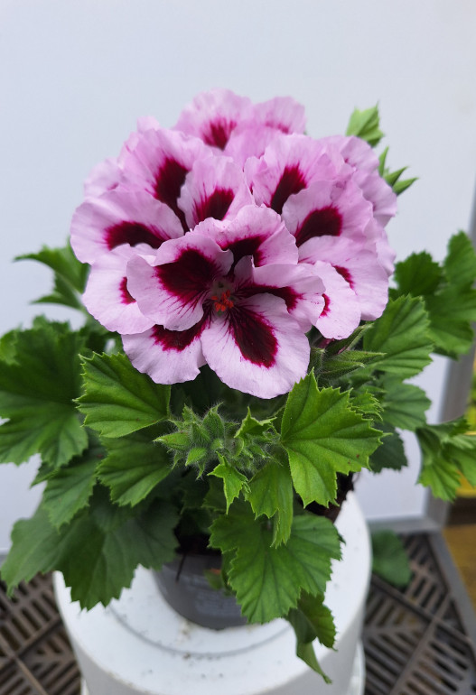 geranium Frans 1