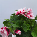 geranium Frans 2