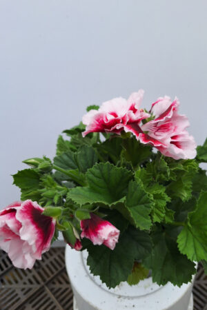 geranium Frans