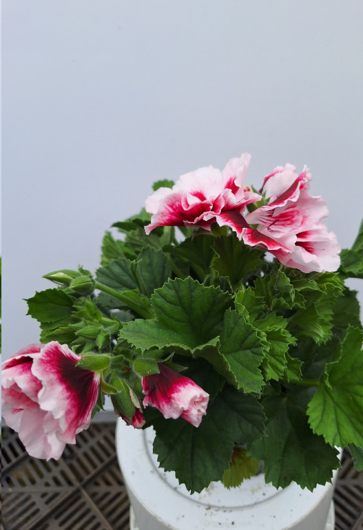 geranium Frans 2