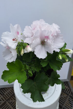 geranium Frans