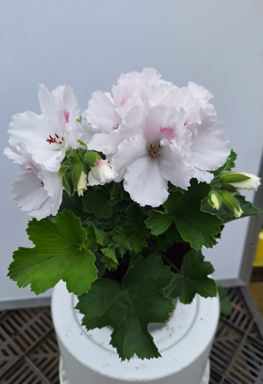 geranium Frans 3