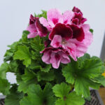 geranium Frans 4