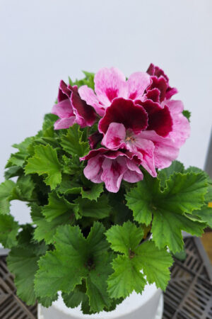 geranium Frans