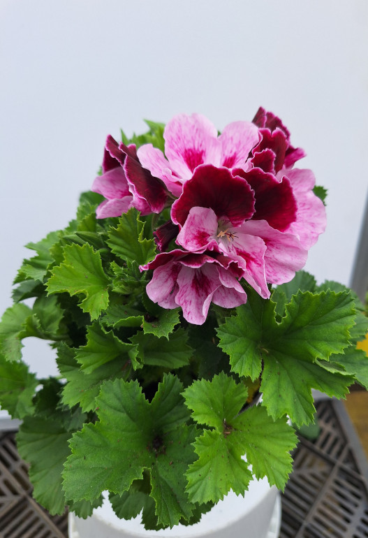 geranium Frans 4