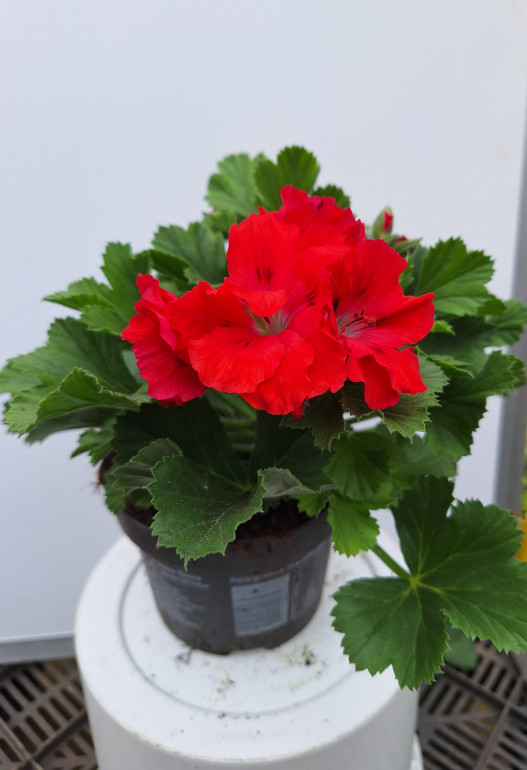 geranium Frans 5