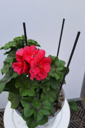 geranium hang