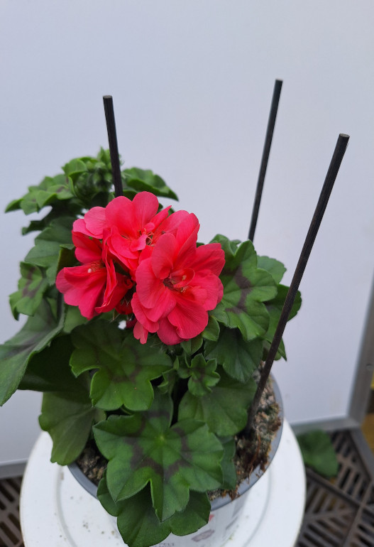 geranium hang 1